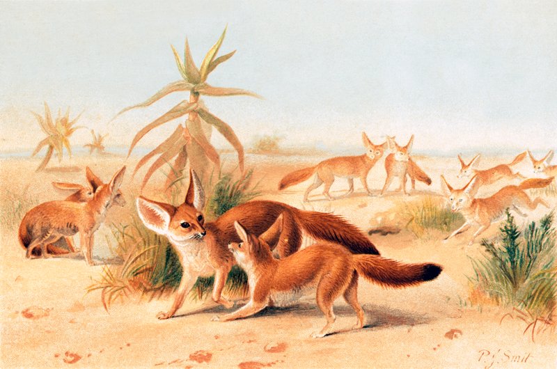 Afrikai fennecs alkotó: Joseph Smit