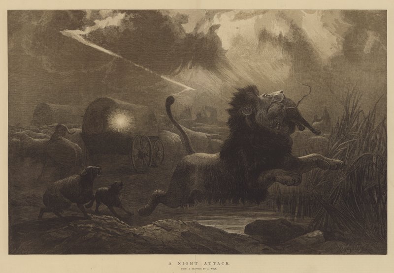 Éjszakai támadás alkotó: Joseph Wolf