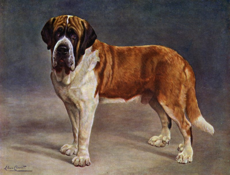A Smooth Coated St Bernard bajnok, a viking alkotó: Lilian Cheviot