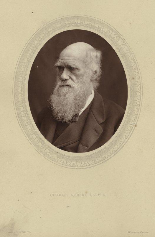 Charles Darwin portréja alkotó: Lock and Whitfield