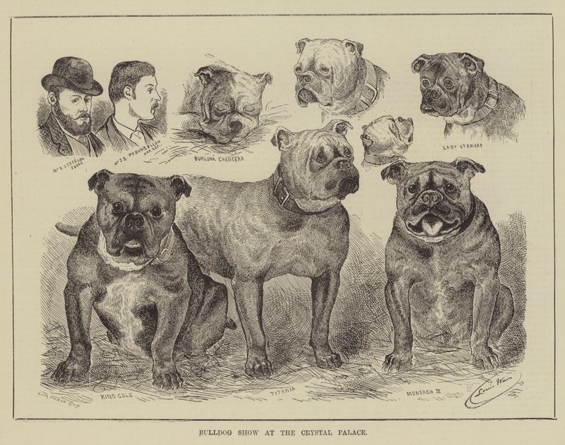 Bulldog show a Crystal Palace-ban alkotó: Louis Wain