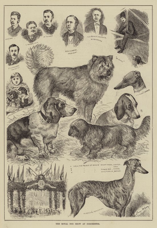 Királyi kutyakiállítás Dorchesterben alkotó: Louis Wain