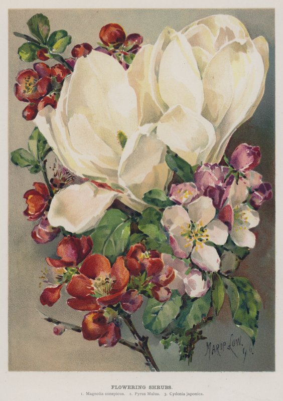 Virágzó cserjék alkotó: Marie Low