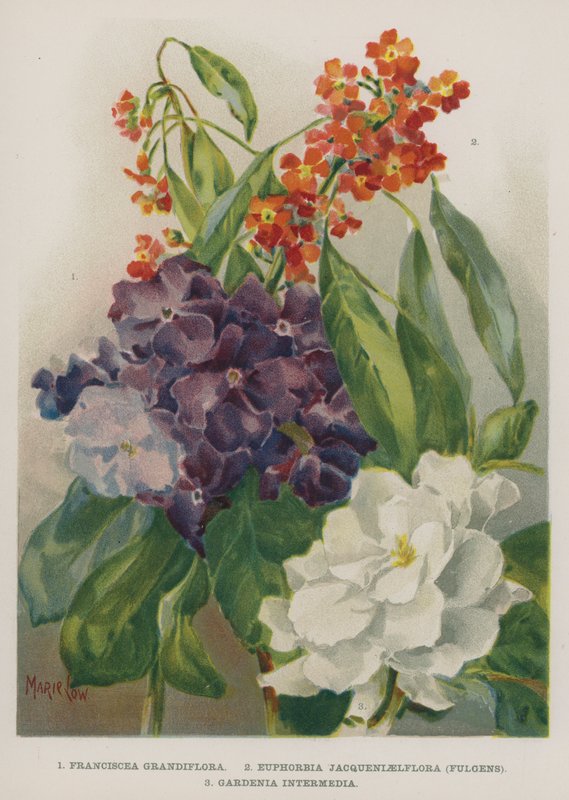 Franciscea Grandiflora, Euphorbia Jacqueniaelflora, Fulgens, Gardenia Intermedia alkotó: Marie Low