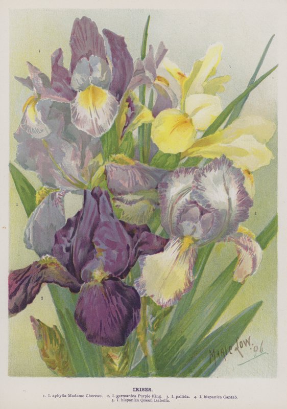 Íriszek alkotó: Marie Low