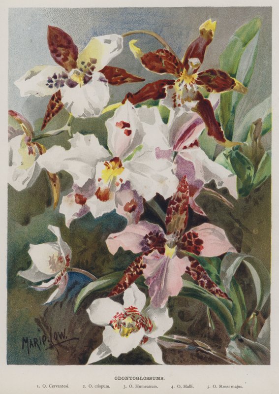 odontoglossum alkotó: Marie Low