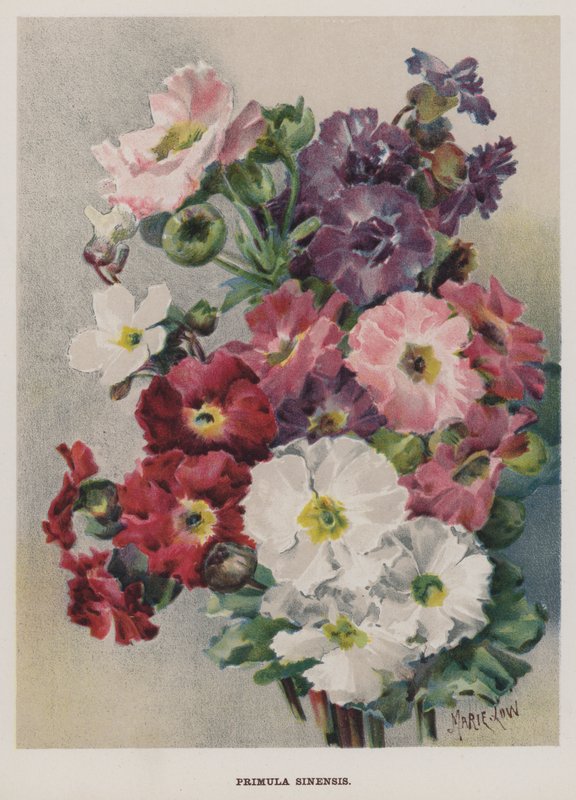 Primula Sinensis alkotó: Marie Low
