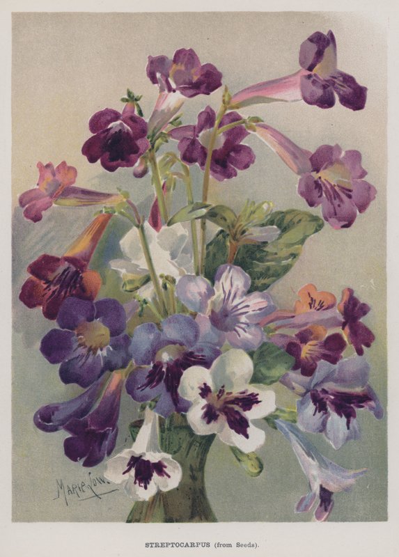 Streptocarpus, magvakból alkotó: Marie Low