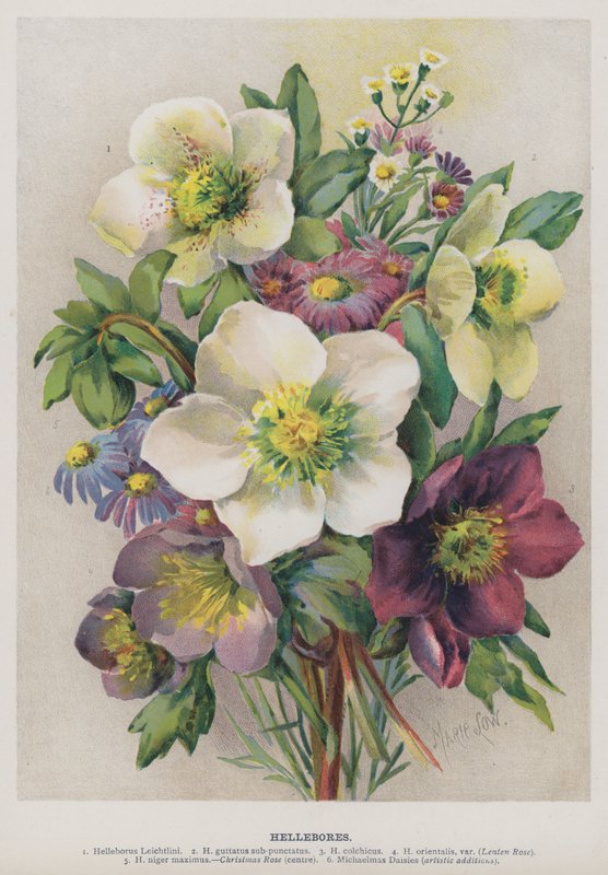 Hellebores alkotó: Marie Low