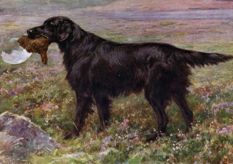 A lapos szőrű retriever bajnok High Legh Blarney alkotó: Maud Earl