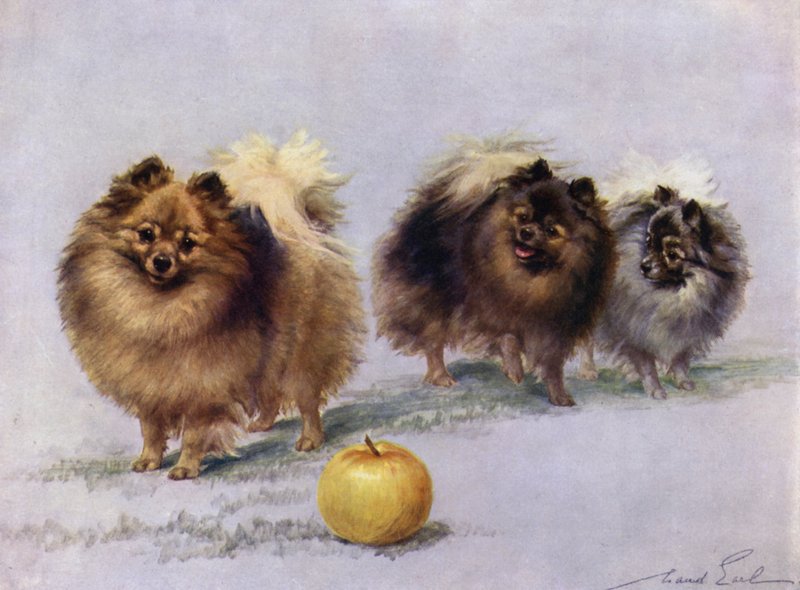 Három Mrs Hall Walkers Champion Pomeranians alkotó: Maud Earl
