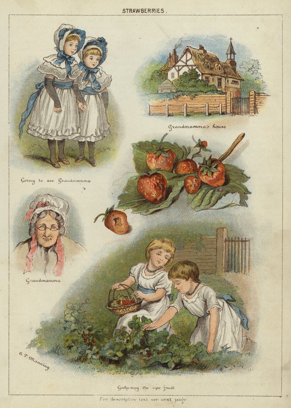 Eper (chromolitho) alkotó: Miss Eliza F. Manning