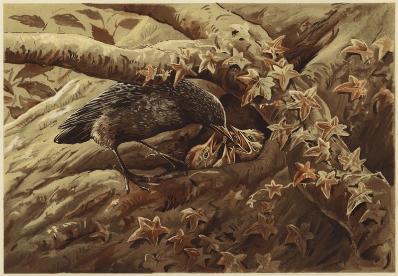 Egy zajos gyerekszoba (litho) alkotó: N. Parker