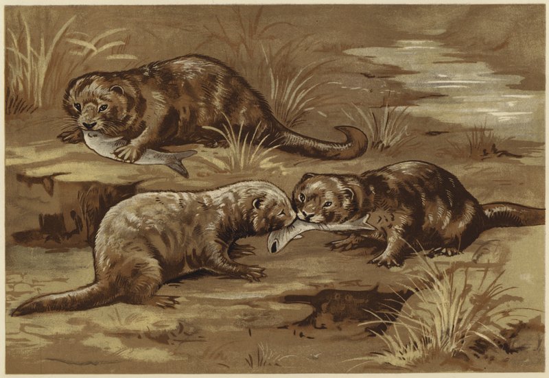 A vidrákról (litho) alkotó: N. Parker