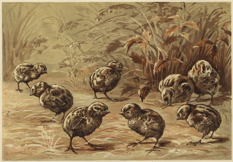 fogoly anya (litho) alkotó: N. Parker