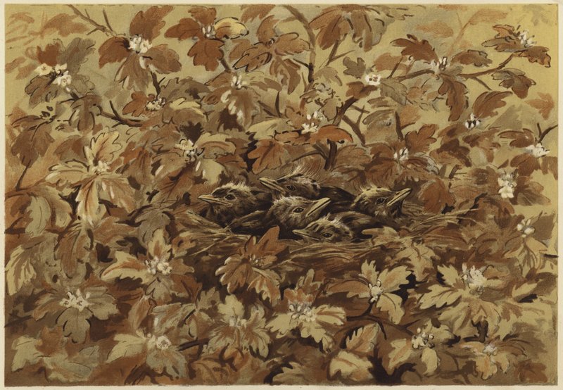 A feketerigó otthon (litho) alkotó: N. Parker