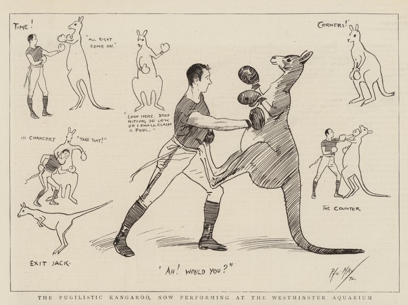A Pugilistic Kengaroo most a Westminster Aquariumban lép fel alkotó: Phil May