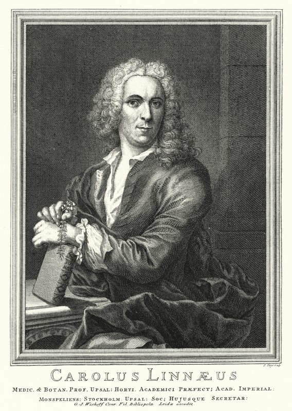 Carl Linnaeus, svéd botanikus és zoológus (metszet) alkotó: Pierre Tanje