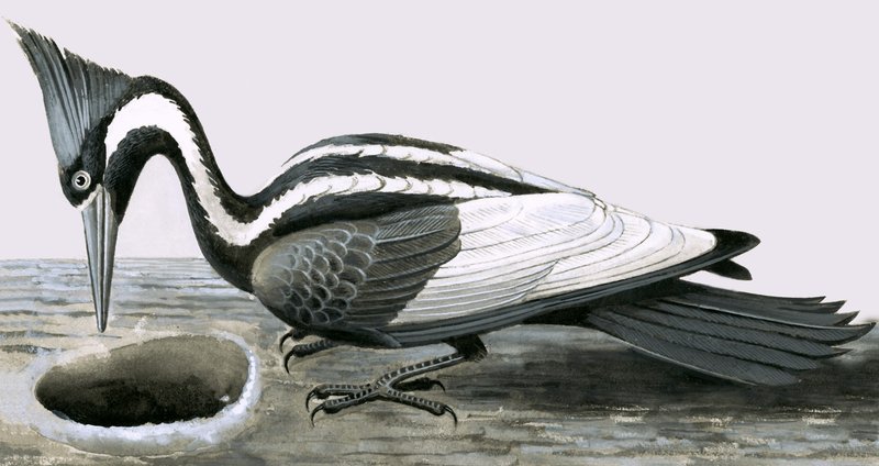 Elefántcsőrű harkály alkotó: R.B. Davis