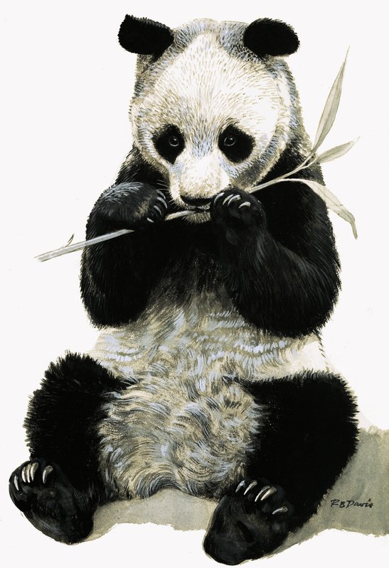 Panda alkotó: R.B. Davis