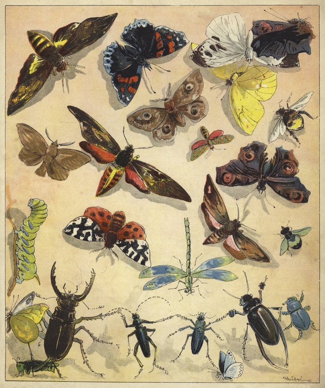 Rovarok (chromolitho) alkotó: Richard Andre