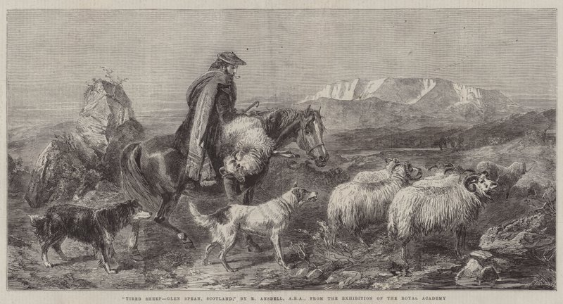 Fáradt bárány, Glen Spean, Skócia, a Királyi Akadémia kiállításáról alkotó: Richard Ansdell