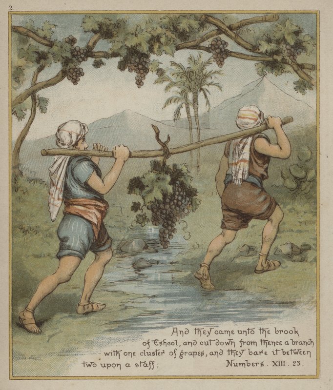 Egy szőlőfürt Eshcolból alkotó: Richard Andre