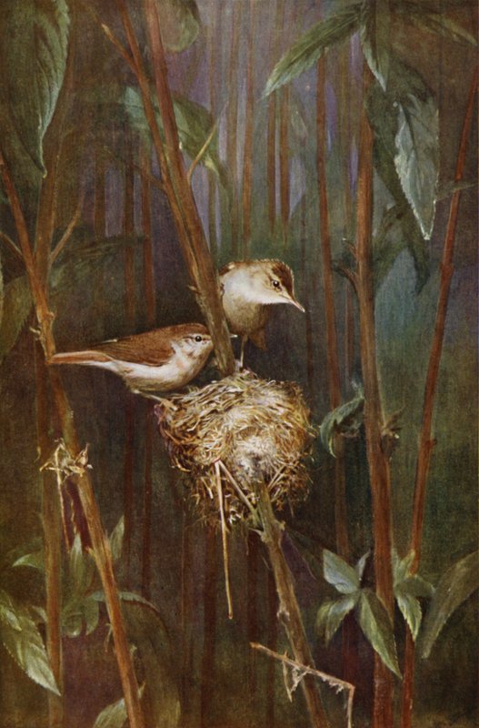 Nádrigó (fotó) alkotó: Richard and Cherry Kearton