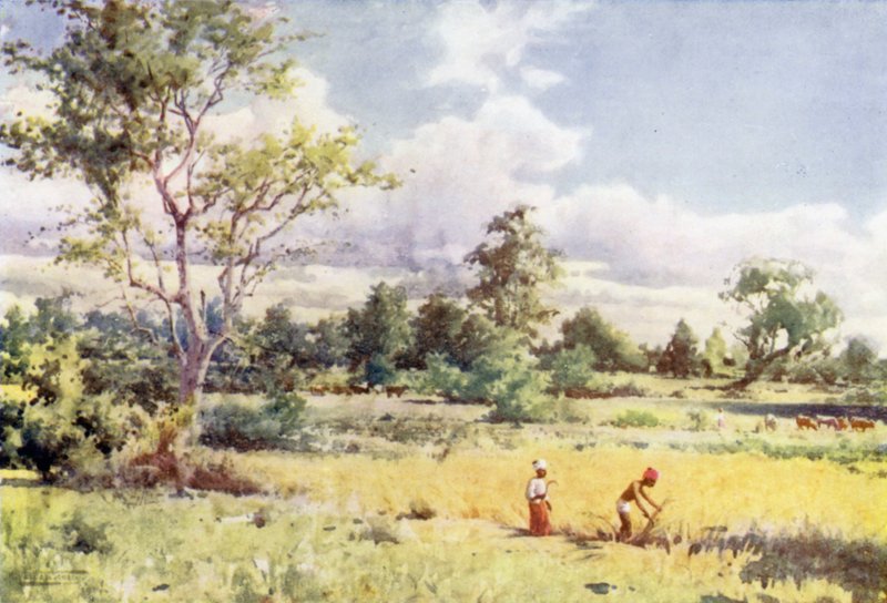 Scrub Jungle alkotó: Robert George Talbot Kelly