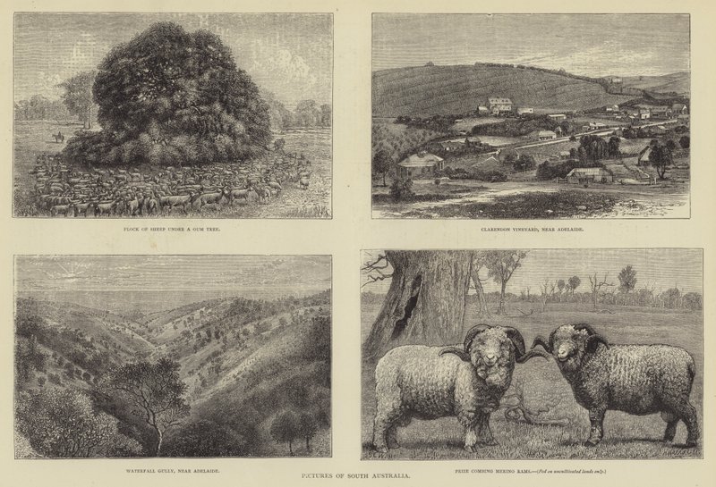 Képek Dél-Ausztráliáról alkotó: Samuel Edmund Waller