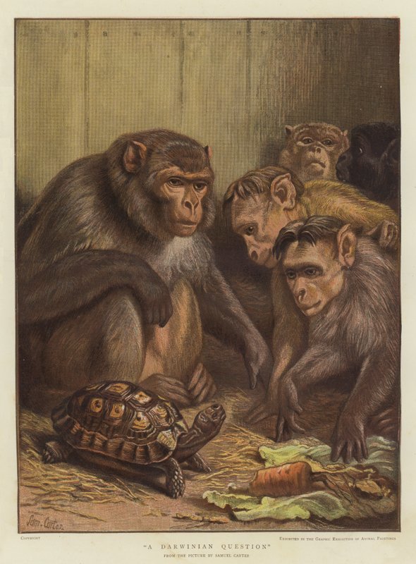 Darwini kérdés (chromolitho) alkotó: Samuel John Carter
