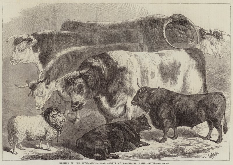 A Királyi Mezőgazdasági Társaság ülése Manchesterben, Prize Cattle alkotó: Samuel John Carter