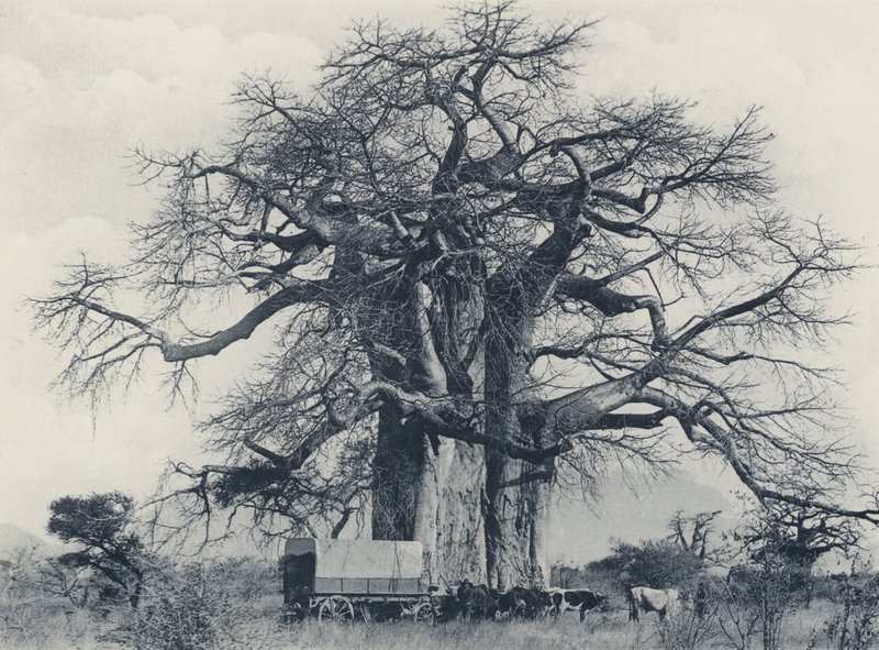Baobab fa (fekete-fehér fotó) alkotó: South African Photographer
