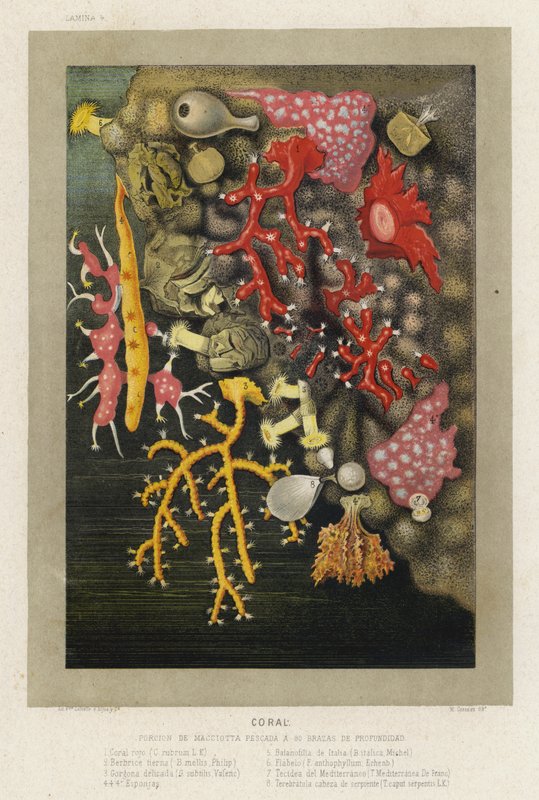 Korall (chromolitho) alkotó: Spanish School