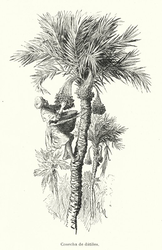 Betakarítás dátumai (litho) alkotó: Spanish School