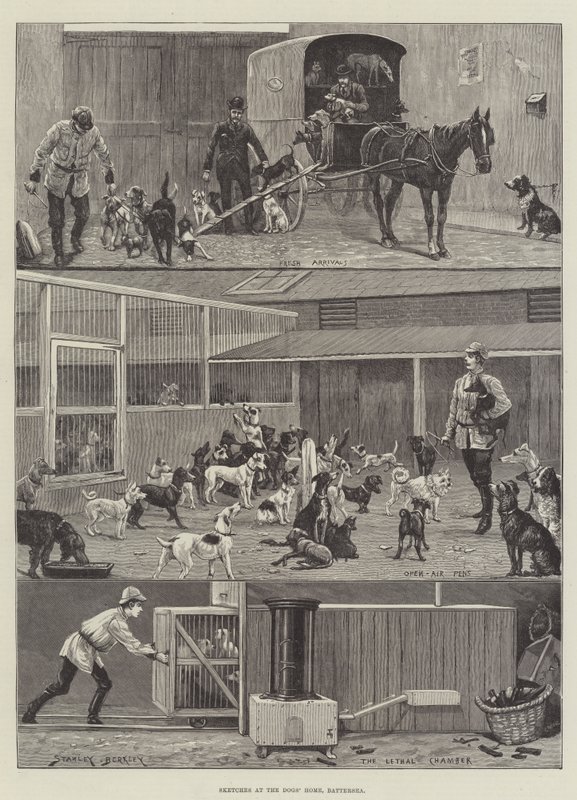 Vázlatok a Kutyaotthonban, Battersea alkotó: Stanley Berkeley