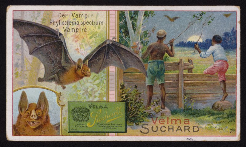 Vámpír denevér (chromolitho) alkotó: Swiss School
