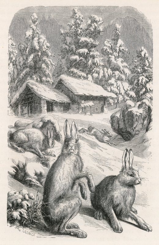 Fehér alpesi nyulak alkotó: Swiss School