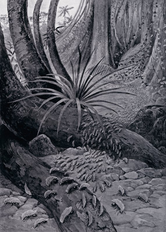 The Coushie vagy levélvágó hangya (litho) alkotó: Theobald Carreras