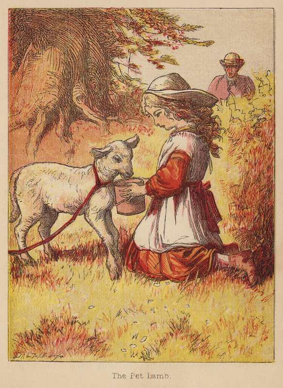 A kisállat bárány (színes metszet) alkotó: Thomas Dalziel