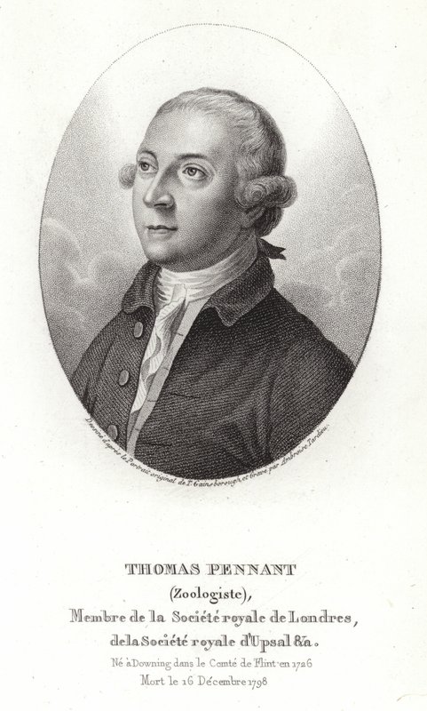 Thomas Pennant alkotó: Thomas Gainsborough