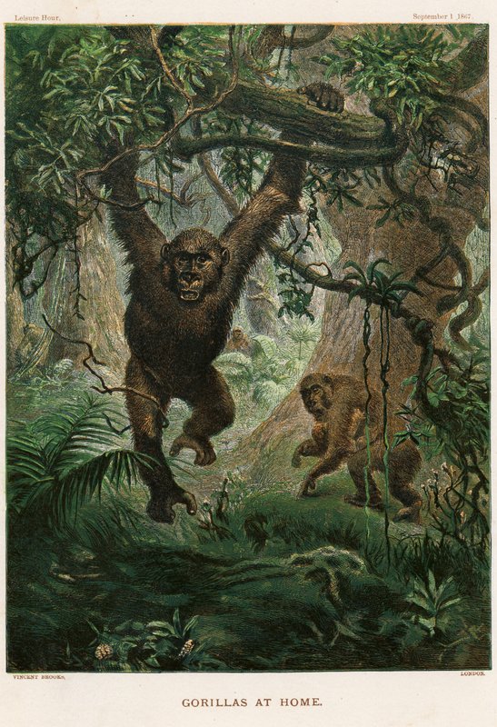 Gorillák otthon alkotó: Vincent Brooks