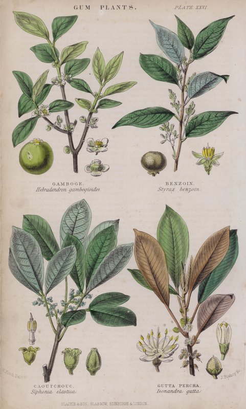 Gumigyanta; benzoin; Kaucsuk; Gutta Percha (színes metszet) alkotó: W. Fitch