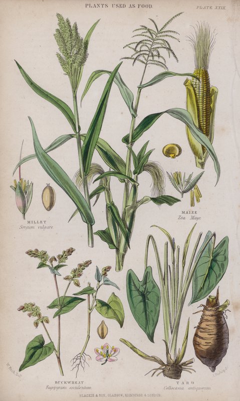 Köles; Kukorica; Hajdina; Taro (színes metszet) alkotó: W. Fitch