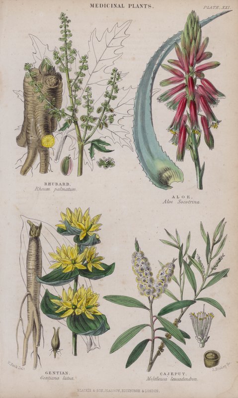 Rebarbara; Aloé; Tárnics; Cajeput (színes metszet) alkotó: W. Fitch