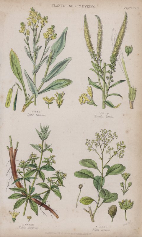 Fa; Hegesztés; Festőbuzér; Sumach (színes metszet) alkotó: W. Fitch