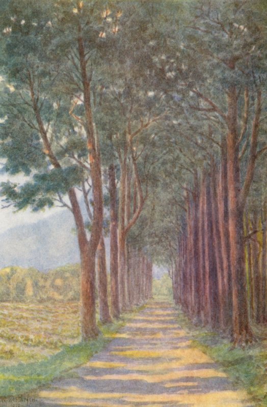 Fir Avenue, "Alphen" (színes litográfia) alkotó: Wilhelm Westhofen