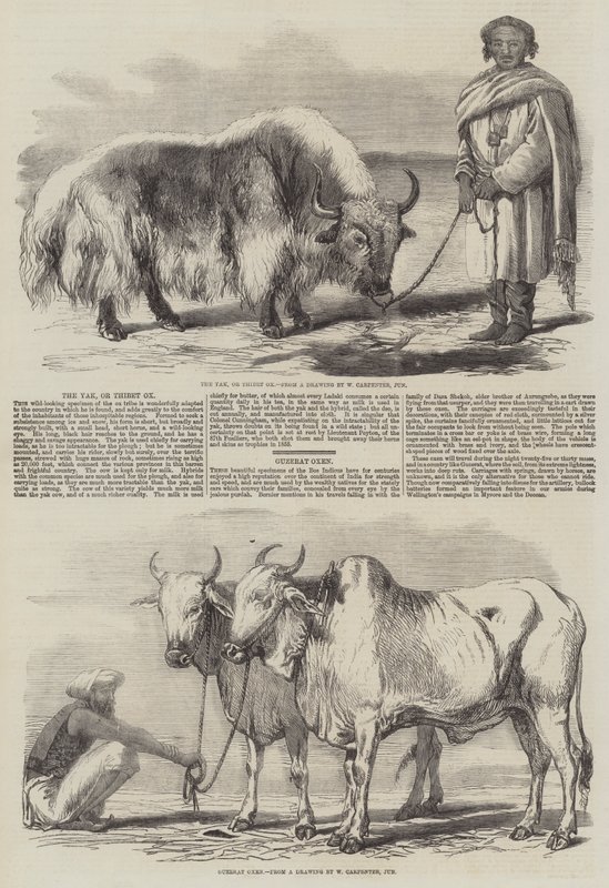 A jak, a tibeti ökör alkotó: William Carpenter