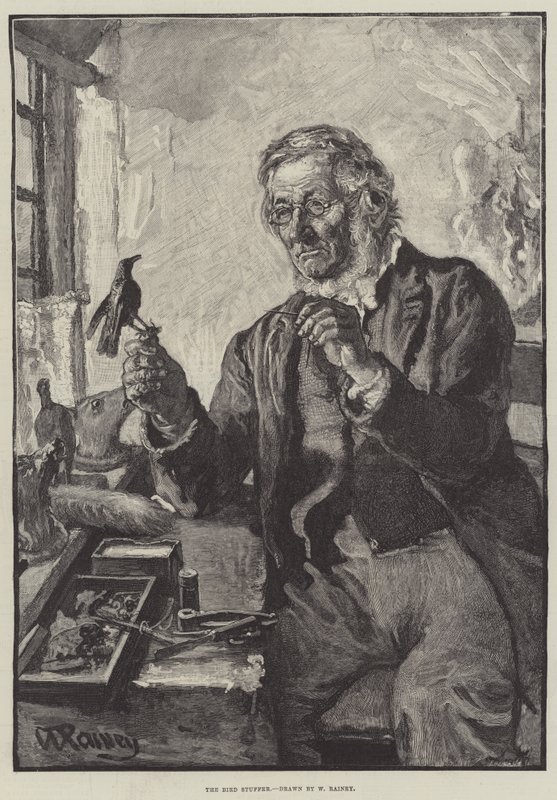 A Madártömő alkotó: William Rainey