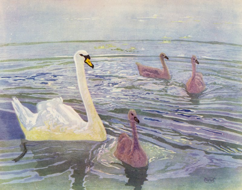Hattyú és Cygnets (színes litó) alkotó: William Giles